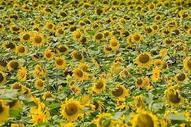 模拟经营游戏《创造神之雫》Steam页面上线 支持简繁体中文